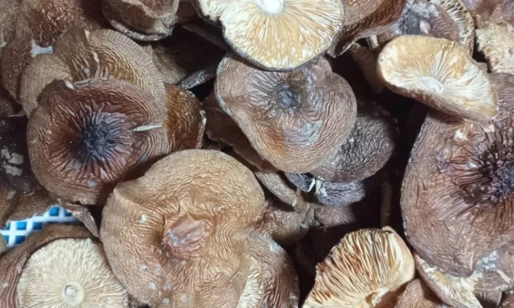 Пантерний мухомор без песка и грязи - фото № 2