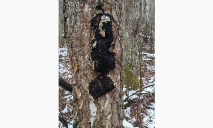 Продажа чаги: экстракт и сушеный гриб - фото № 1