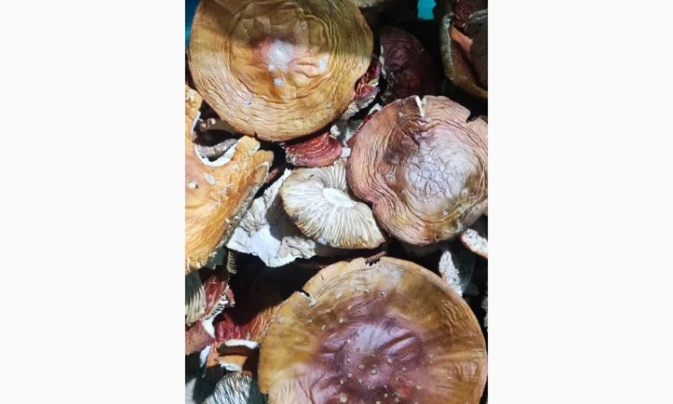 Мухомор сушений, 3 сорт, збір 25 року - фото № 1