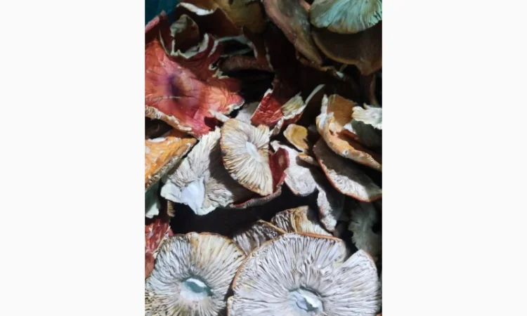 Мухомор сушений, 3 сорт, збір 25 року - фото № 2