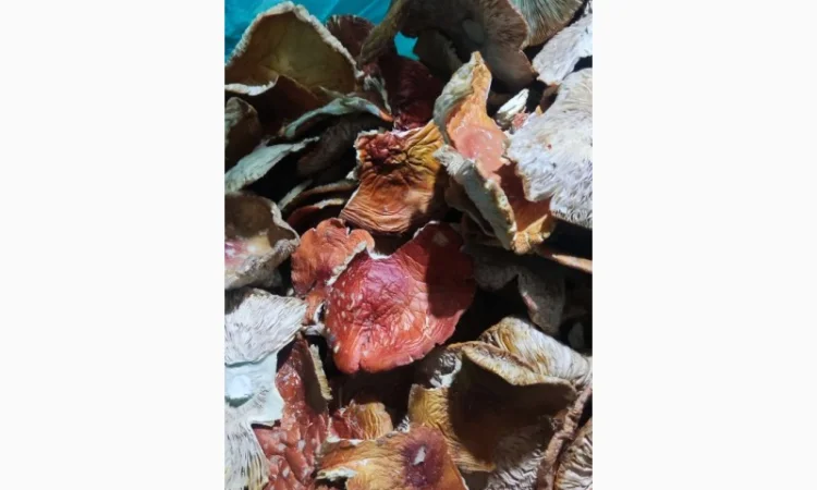 Мухомор сушений, 3 сорт, збір 25 року - фото № 3