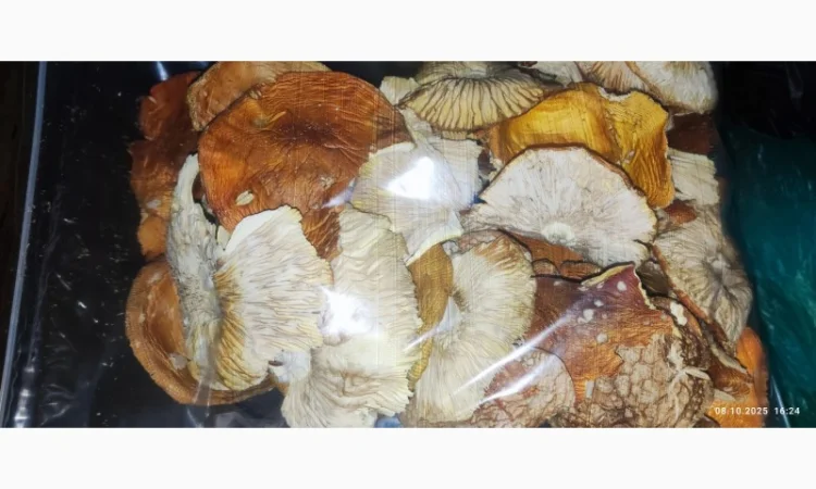 Мухомор сушений, 3 сорт, збір 25 року - фото № 4