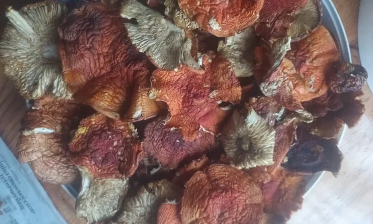 Червоний мухомор мелений 300г в наличии - фото № 2