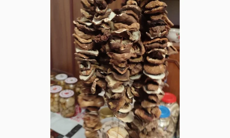 Шапочки білих грибів на продаж - фото № 2