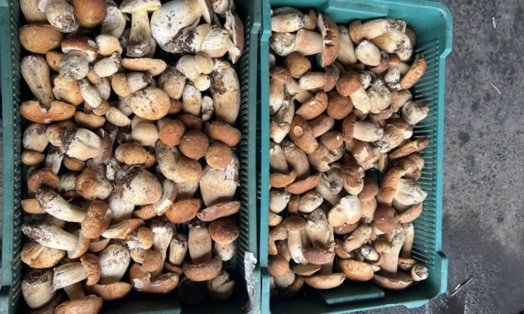 Продаю замороженный белый гриб 1 сорта - фото № 1