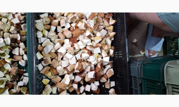 Грибы белые свежезамороженные нарезанные кубиками - фото № 1