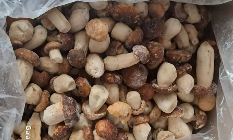 Продажа заморожених білих грибів Пікало - фото № 1