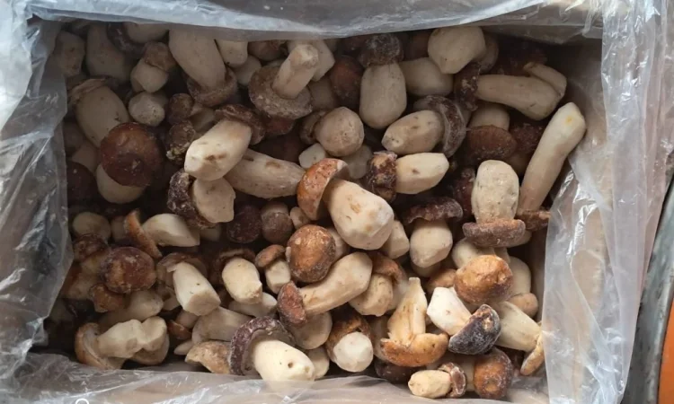 Продажа заморожених білих грибів Пікало - фото № 2
