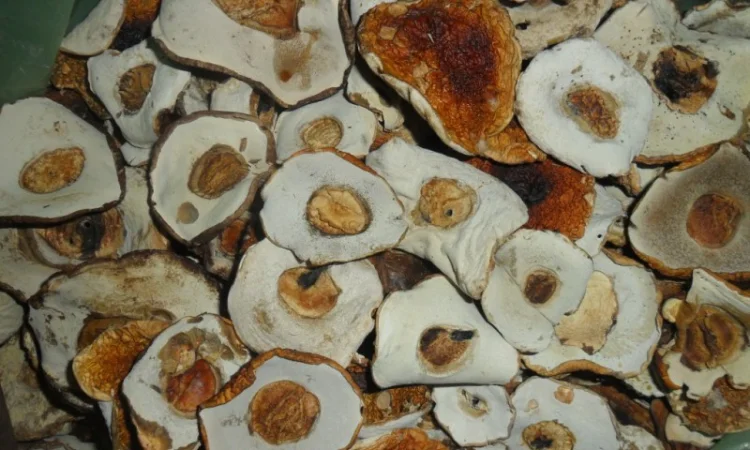 Шапочка білого гриба на продаж - фото № 1