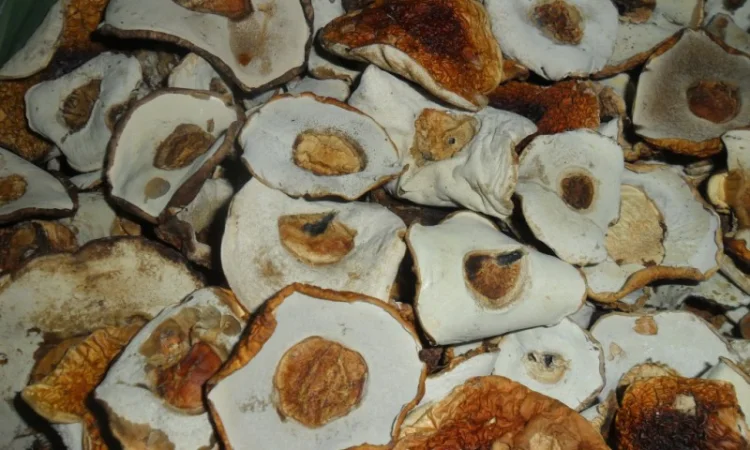 Шапочка білого гриба на продаж - фото № 2