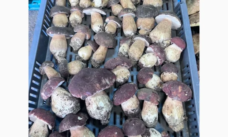 Куплю білий гриб у Львові - фото № 1