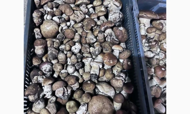 Куплю білий гриб у Львові - фото № 2