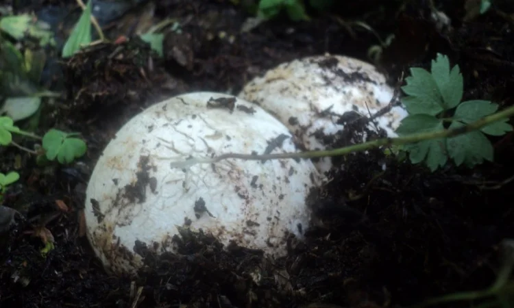 Настойка лечебного гриба "Веселка" 1л - фото № 2