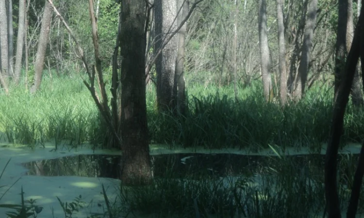 Настойка лечебного гриба "Веселка" 1л - фото № 4