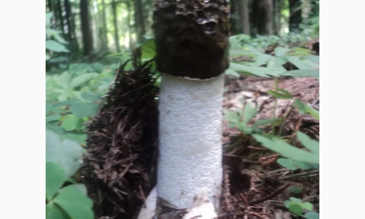 Настойка лечебного гриба "Веселка" 1л - фото № 3