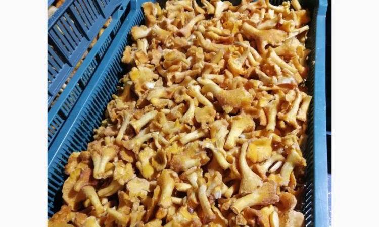 Продаж замороженої бланшованої лисички - фото № 1