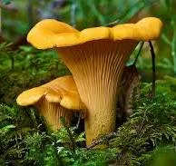 Продаж Екстракта Лисичок полісахаридів 50% - фото № 1