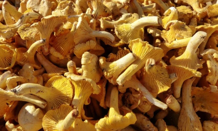 Продаж Екстракта Лисичок полісахаридів 50% - фото № 4