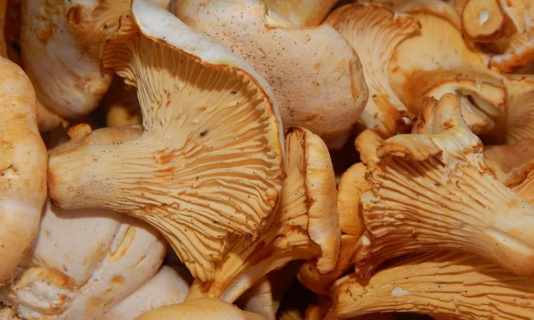 Продаж Екстракта Лисичок полісахаридів 50% - фото № 5