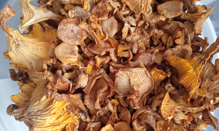 Продаж сушеної лисички - фото № 1