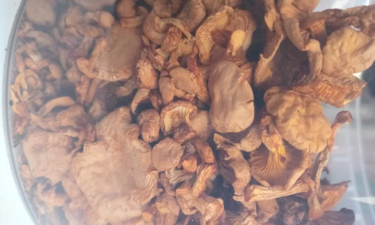 Продаж сушеної лисички - фото № 2