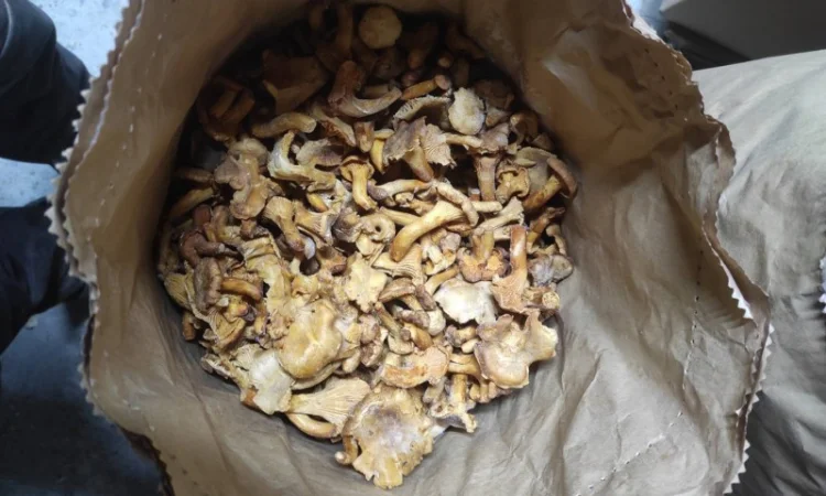 Лисички заморожені на продаж - фото № 2