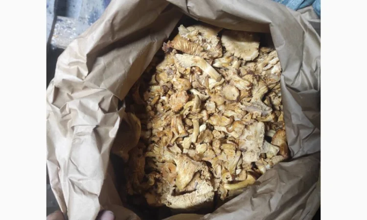 Лисички заморожені на продаж - фото № 3