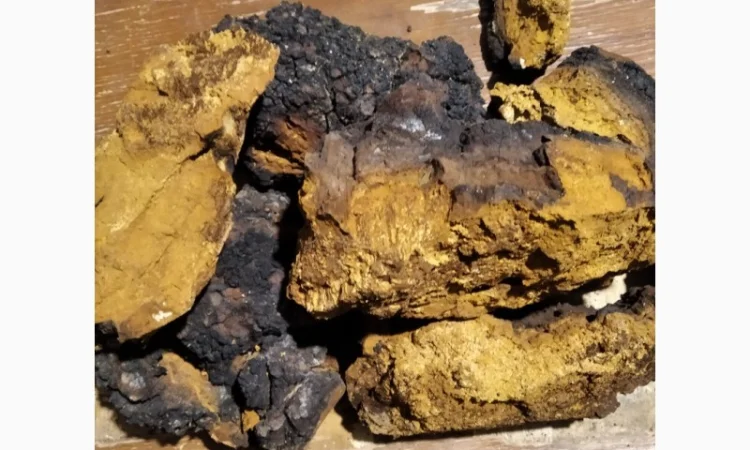 Продаж трутовиків чаги та інших видів - фото № 1