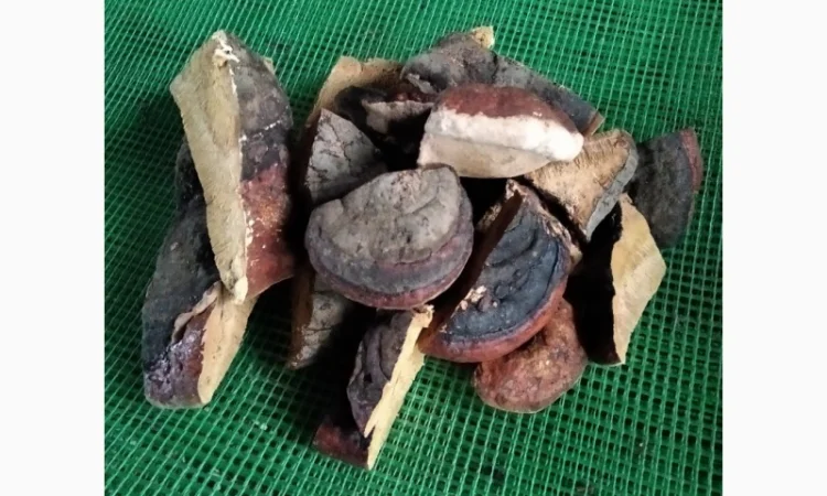 Продаж трутовиків чаги та інших видів - фото № 2