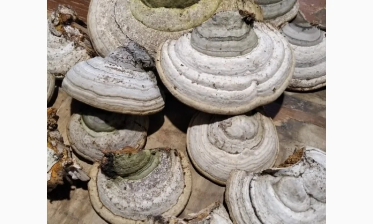 Продаж трутовиків чаги та інших видів - фото № 3