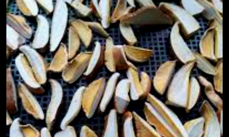 Трутовик березовый для здоровья - фото № 1