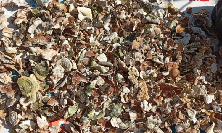 Продаю Траметес по 100 грн за 100 грам - фото № 1