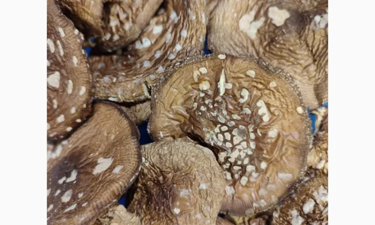 Продаю пантерний мухомор - фото № 1