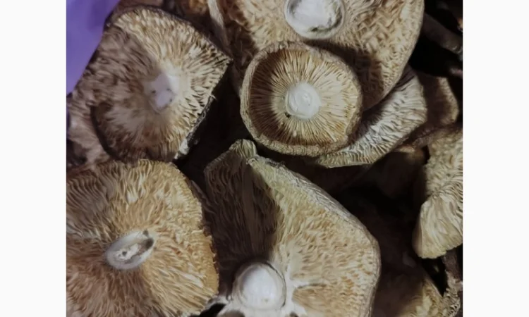 Продаю пантерний мухомор - фото № 2