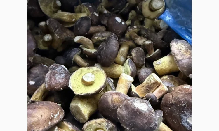 Заморожений гриб польський на продаж - фото № 1