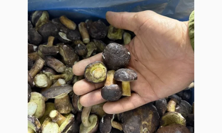 Заморожений гриб польський на продаж - фото № 2