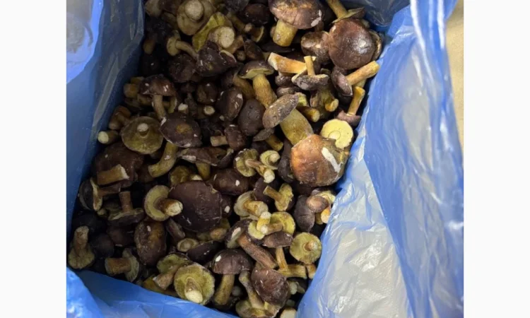 Заморожений гриб польський на продаж - фото № 3