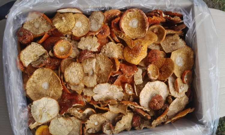 Гриб мухомор червоний, продажа - фото № 1