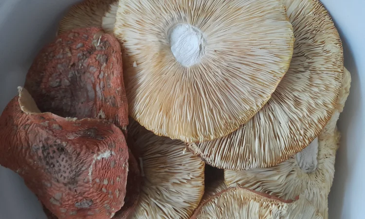 Мухомори великого розміру на продаж - фото № 2