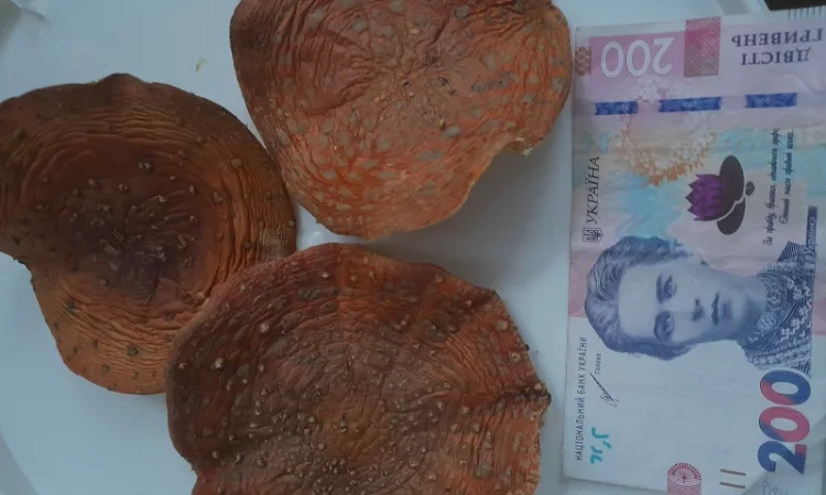 Шапочки мухомора для продажу - фото № 1