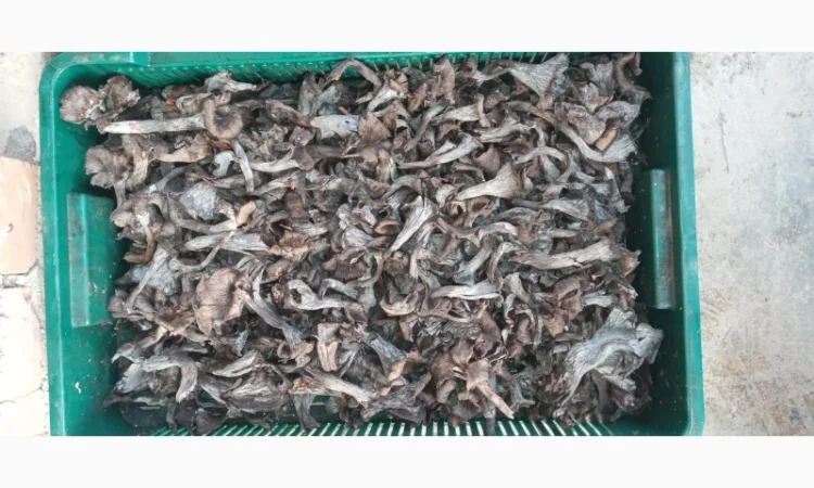 Чорні лисички на продаж - фото № 2