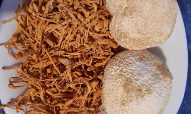 Продаж ежовика і кардіцепса - фото № 1