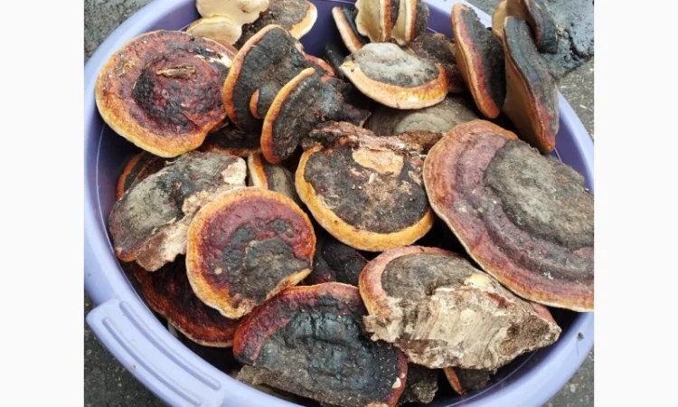 Трутовик облямований на продаж - фото № 1