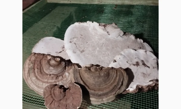 Трутовик облямований на продаж - фото № 3