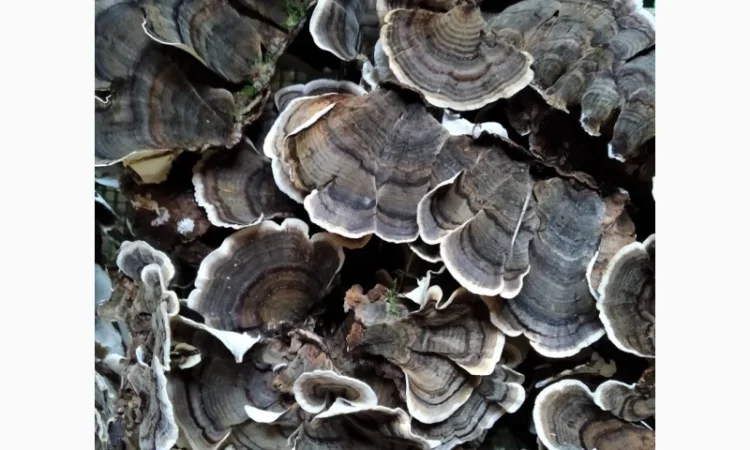 Трутовик облямований на продаж - фото № 4