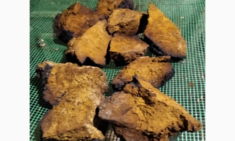 Трутовик облямований на продаж - фото № 5