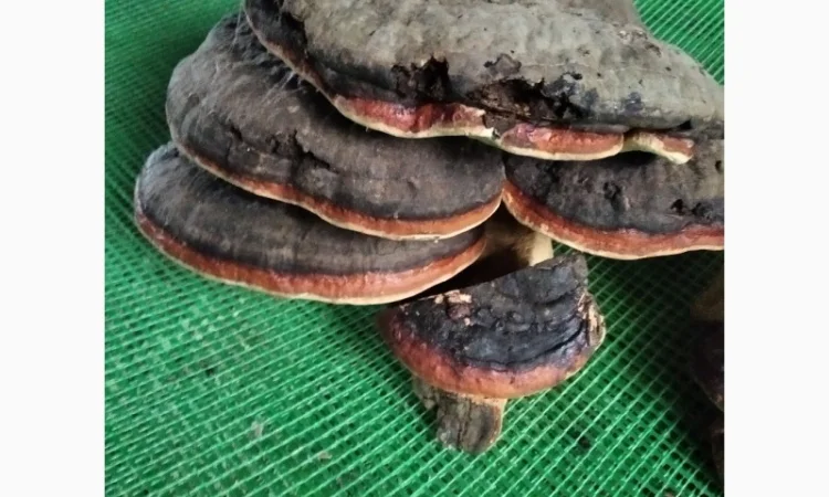 Трутовик облямований на продаж - фото № 6