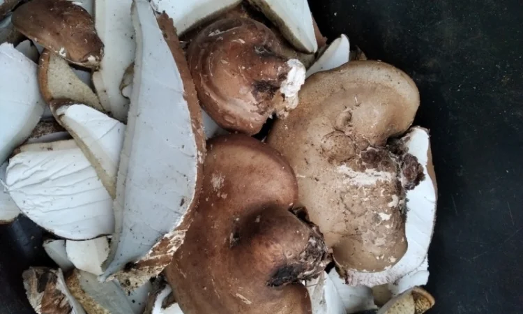 Трутовик облямований на продаж - фото № 7