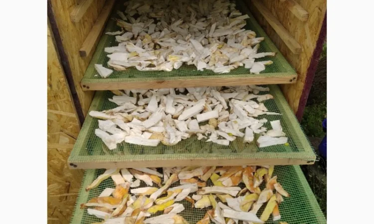 Продаж трутовика сірчано-жовтого - фото № 1