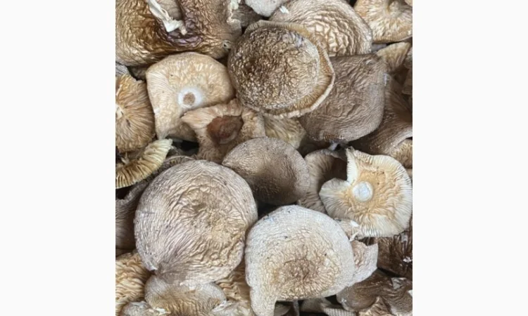 Пантерний сбор 2025 года на продажу - фото № 1